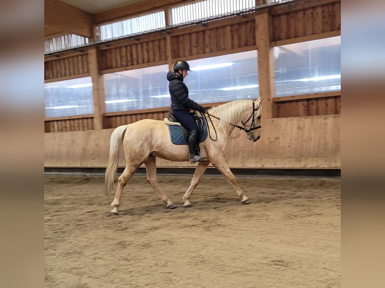 Andaluso Mix Castrone 7 Anni 157 cm Falbo in Karlshuld