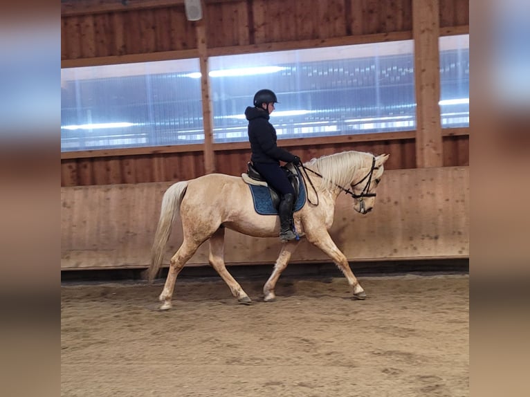 Andaluso Mix Castrone 7 Anni 157 cm Falbo in Karlshuld