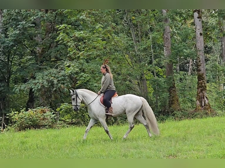 Andaluso Castrone 7 Anni 157 cm Grigio in Selah, WA