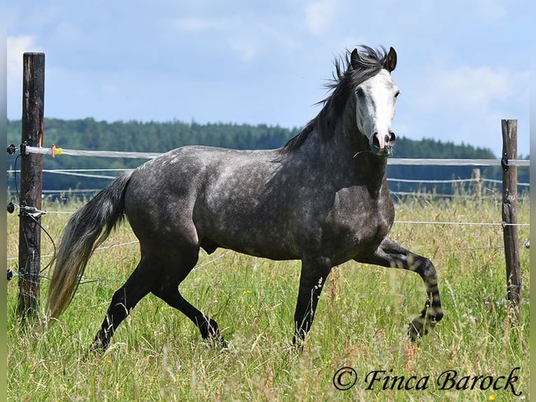 Andaluso Castrone 7 Anni 158 cm Grigio in Wiebelsheim