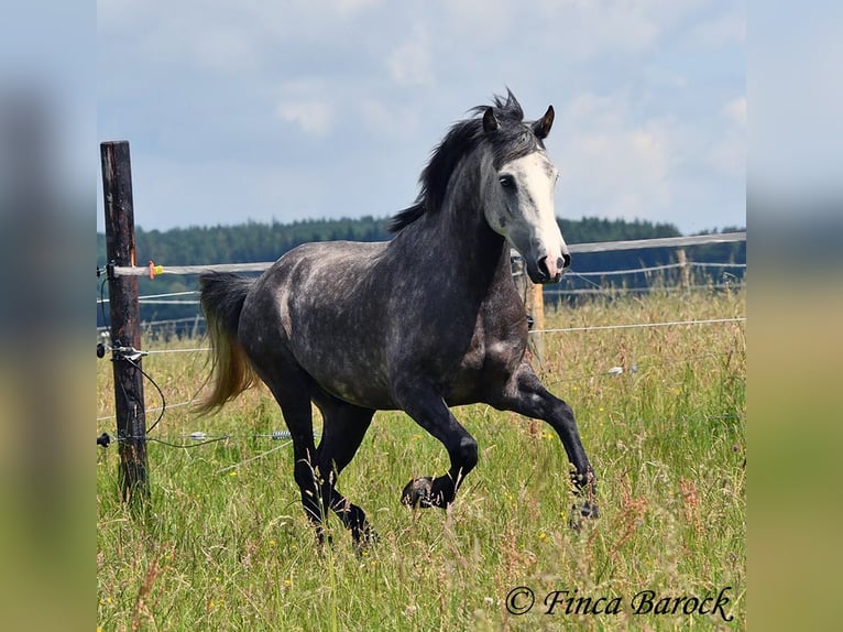 Andaluso Castrone 7 Anni 158 cm Grigio in Wiebelsheim