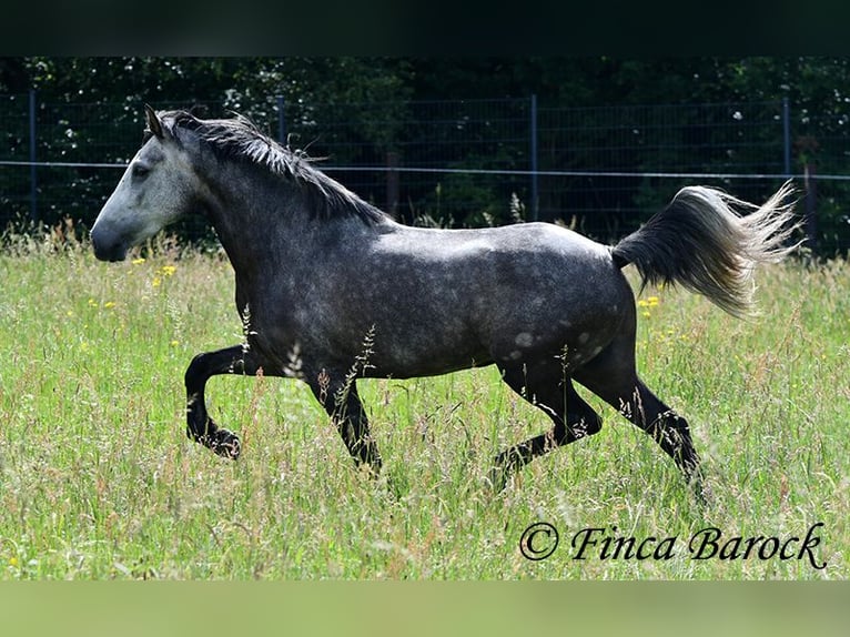 Andaluso Castrone 7 Anni 158 cm Grigio in Wiebelsheim