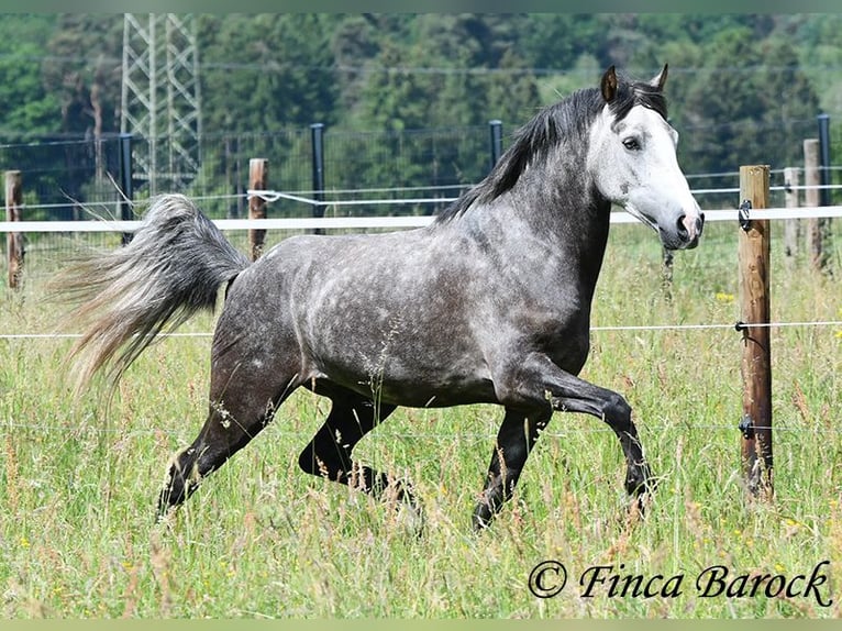 Andaluso Castrone 7 Anni 158 cm Grigio in Wiebelsheim