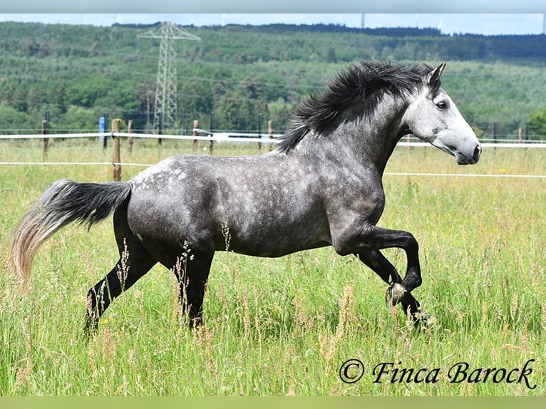 Andaluso Castrone 7 Anni 158 cm Grigio in Wiebelsheim