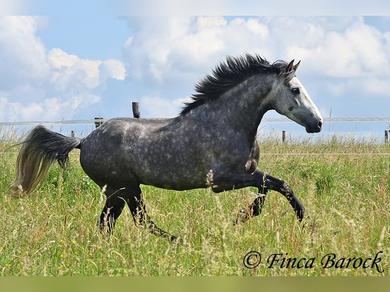 Andaluso Castrone 7 Anni 158 cm Grigio in Wiebelsheim