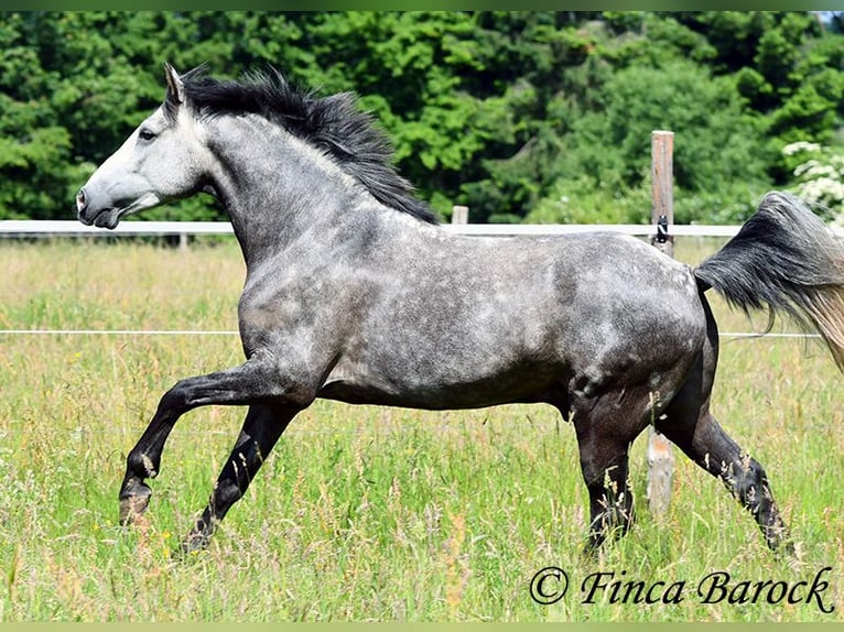 Andaluso Castrone 7 Anni 158 cm Grigio in Wiebelsheim