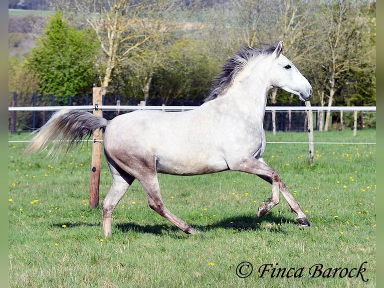 Andaluso Castrone 7 Anni 160 cm Grigio in Wiebelsheim