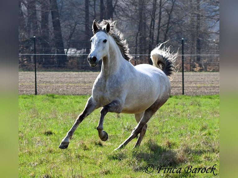 Andaluso Castrone 7 Anni 160 cm Grigio in Wiebelsheim