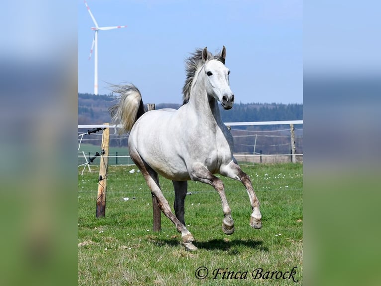 Andaluso Castrone 7 Anni 160 cm Grigio in Wiebelsheim