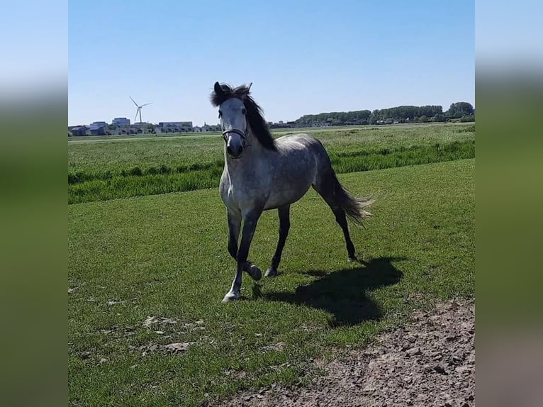 Andaluso Castrone 7 Anni 160 cm Grigio pezzato in Hamburg