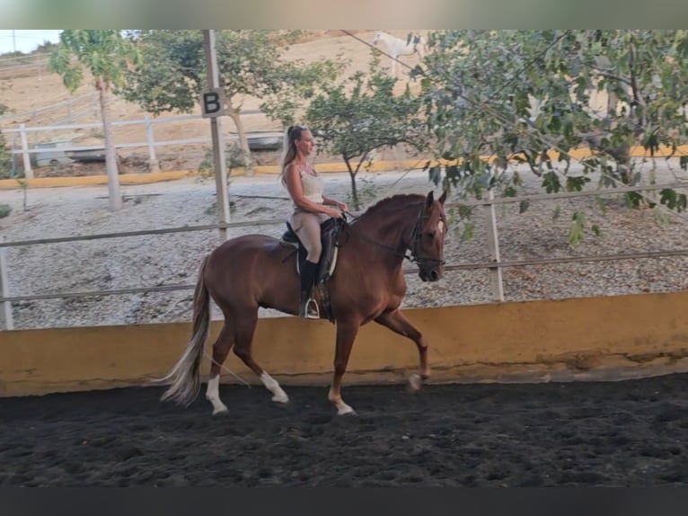 Andaluso Mix Castrone 7 Anni 161 cm Sauro in Matzendorf