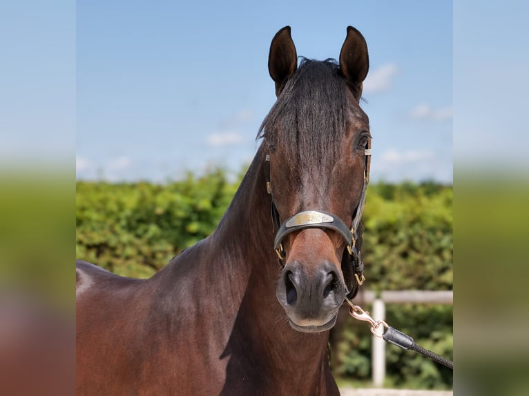 Andaluso Castrone 7 Anni 162 cm Baio in Neustadt (Wied)