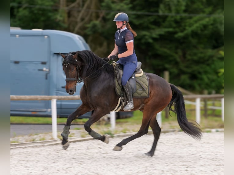 Andaluso Castrone 7 Anni 162 cm Baio in Neustadt (Wied)
