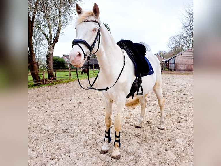 Andaluso Castrone 7 Anni 162 cm Perlino in Beilen