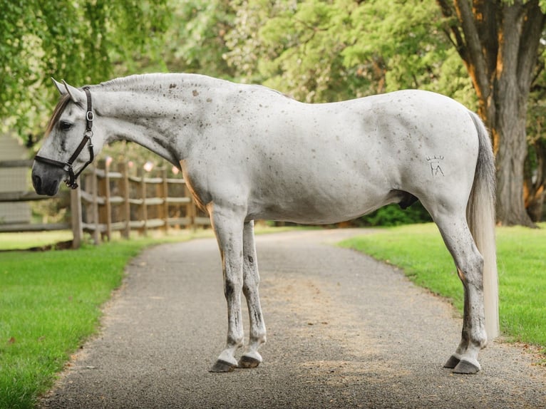 Andaluso Castrone 7 Anni 163 cm Grigio in Oxford
