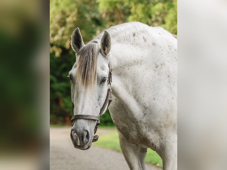 Andaluso Castrone 7 Anni 163 cm Grigio in Oxford