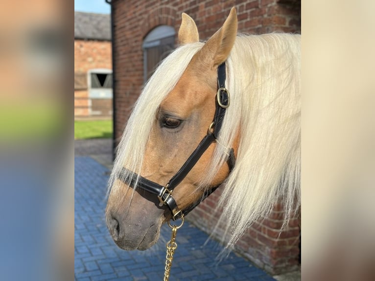 Andaluso Castrone 7 Anni 163 cm Palomino in Hamburg Langenhorn