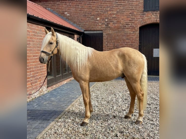 Andaluso Castrone 7 Anni 163 cm Palomino in Hamburg Langenhorn