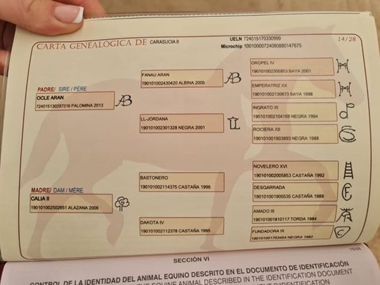 Andaluso Castrone 7 Anni 163 cm Sauro in Murcia