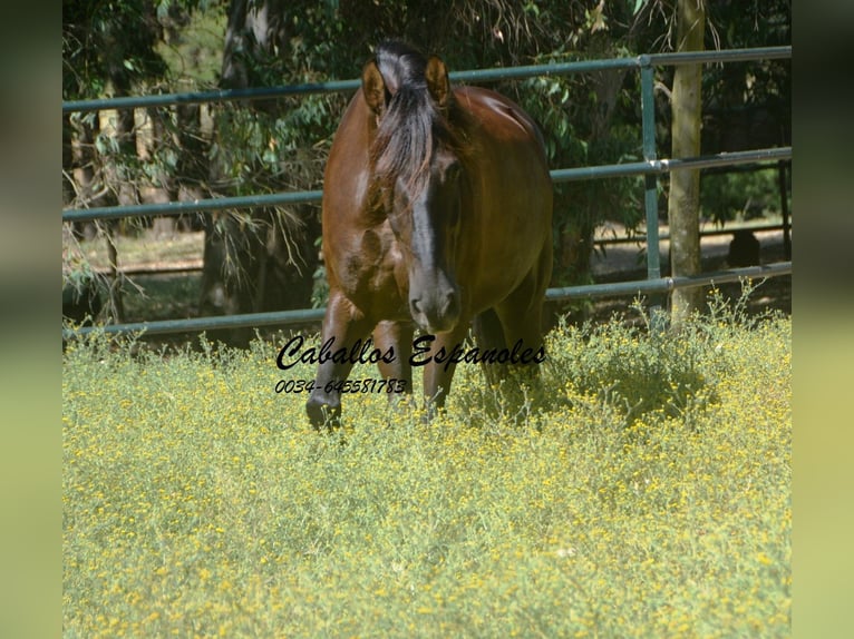 Andaluso Castrone 7 Anni 164 cm Baio scuro in Vejer de la Frontera