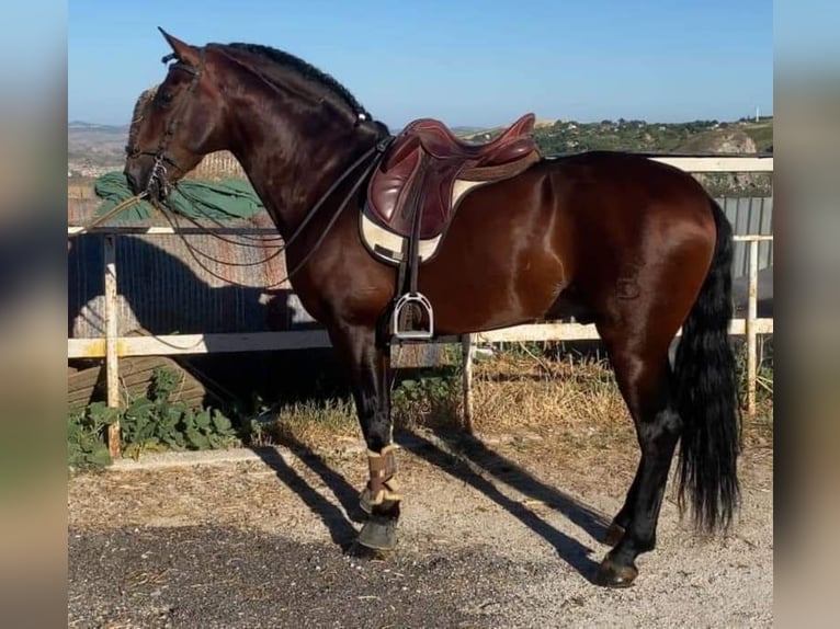 Andaluso Mix Castrone 7 Anni 166 cm Sauro scuro in Herzberg am Harz