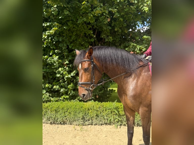 Andaluso Castrone 7 Anni 167 cm Baio scuro in Warburg