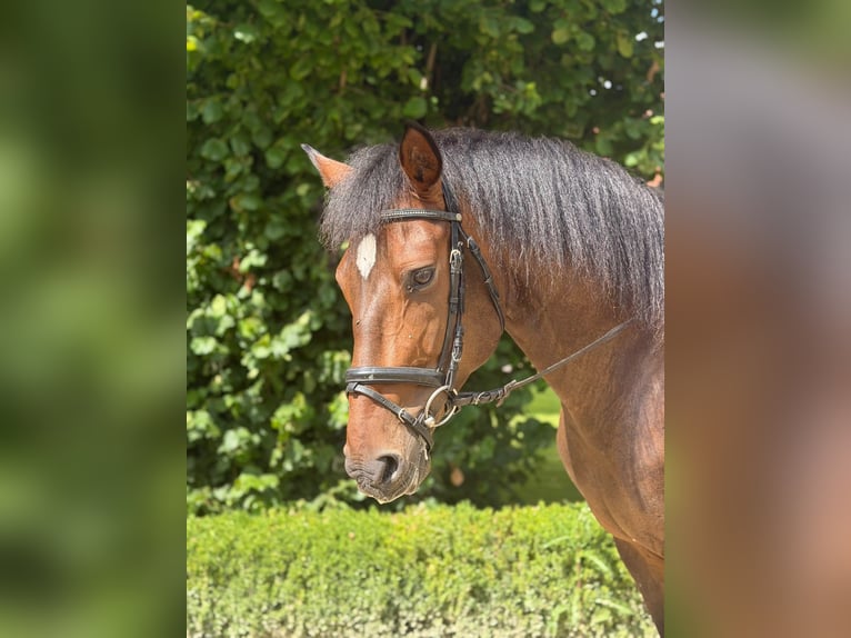 Andaluso Castrone 7 Anni 167 cm Baio scuro in Warburg