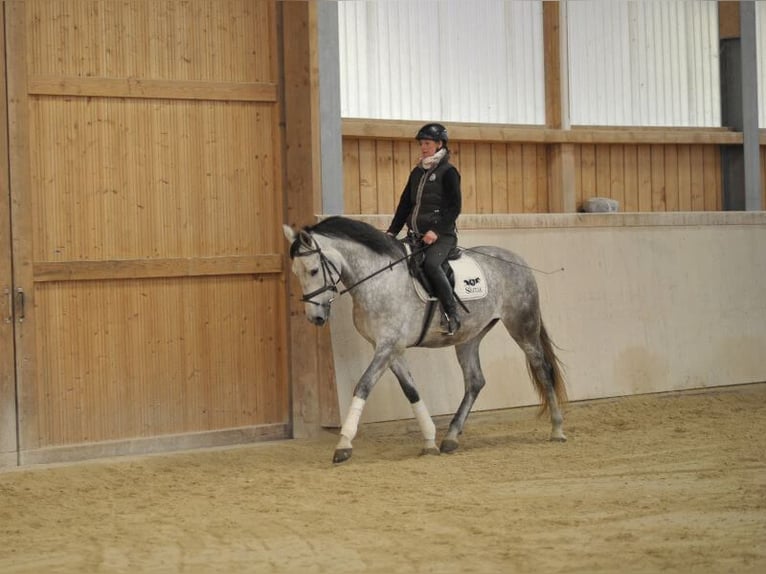 Andaluso Castrone 7 Anni 167 cm Grigio pezzato in Wellheim