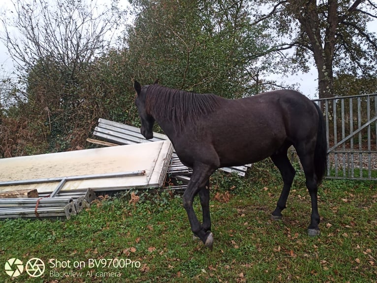 Andaluso Castrone 7 Anni 168 cm Morello in Laviana