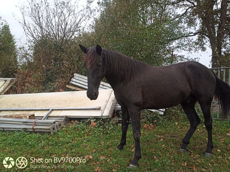 Andaluso Castrone 7 Anni 168 cm Morello in Laviana