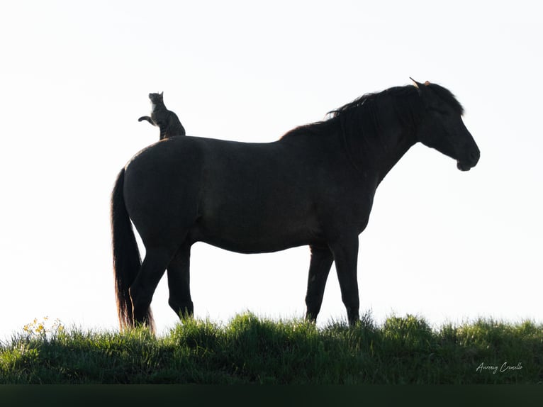 Andaluso Castrone 7 Anni 175 cm Baio ciliegia in Svitene