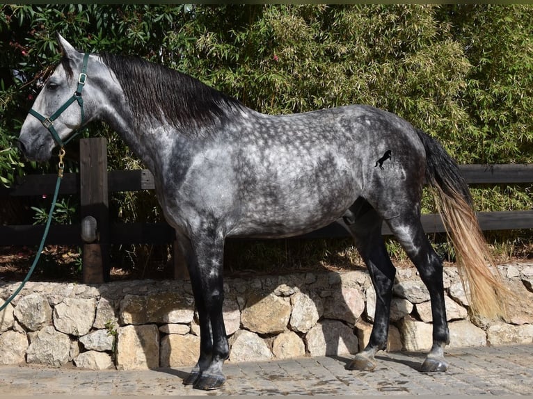 Andaluso Castrone 7 Anni 177 cm Grigio in Mallorca