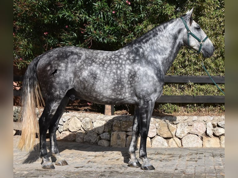 Andaluso Castrone 7 Anni 177 cm Grigio in Mallorca