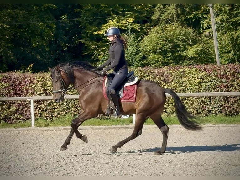 Andaluso Castrone 7 Anni Baio scuro in Neustadt (Wied)