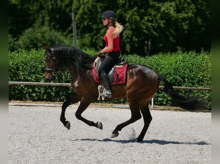 Andaluso Castrone 7 Anni Baio scuro in Neustadt (Wied)