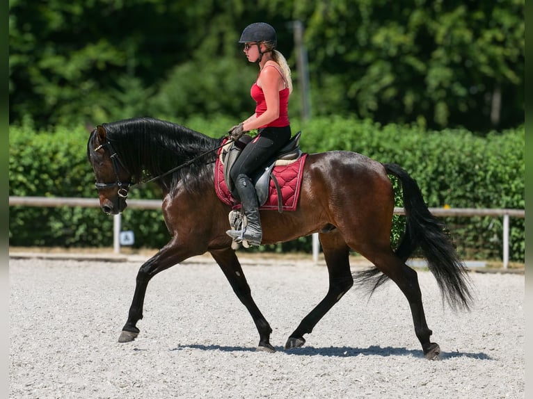 Andaluso Castrone 7 Anni Baio scuro in Neustadt (Wied)