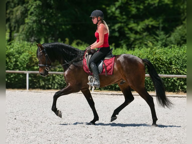 Andaluso Castrone 7 Anni Baio scuro in Neustadt (Wied)