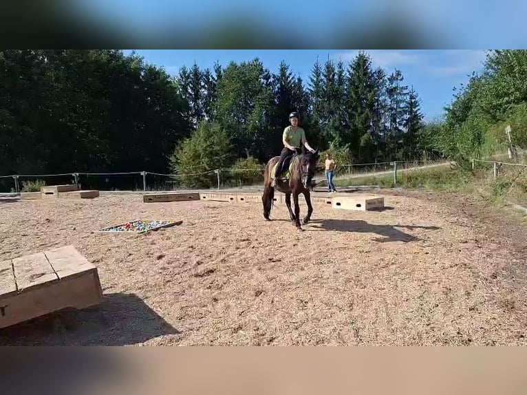 Andaluso Castrone 8 Anni 153 cm Baio nero in Michelau in Oberfranken