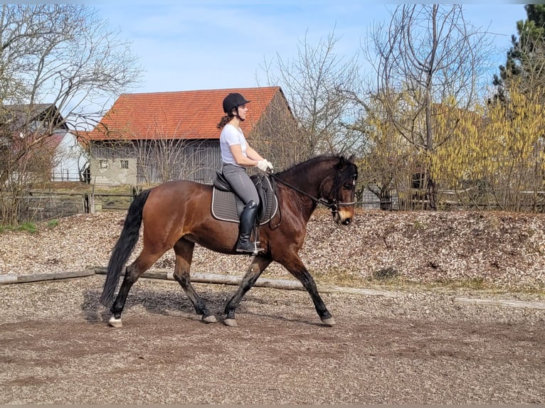 Andaluso Mix Castrone 8 Anni 154 cm Baio in Karlshuld