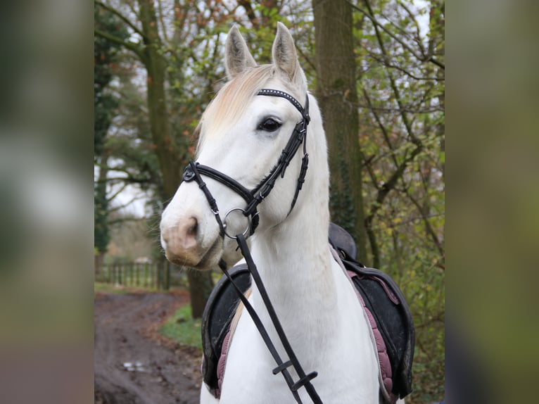 Andaluso Castrone 8 Anni 154 cm Grigio in Nettetal