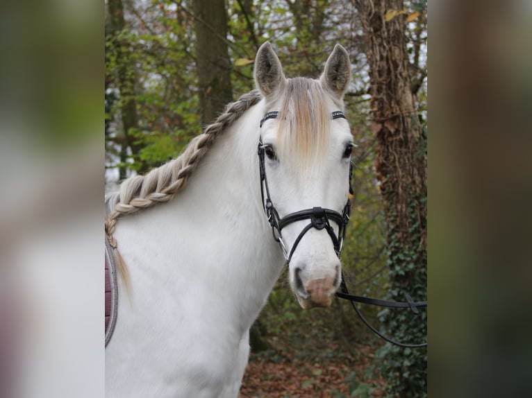 Andaluso Castrone 8 Anni 154 cm Grigio in Nettetal