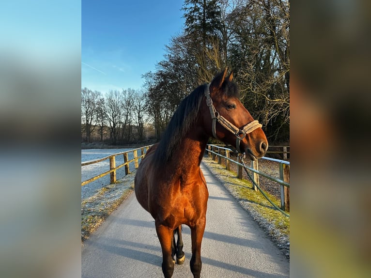 Andaluso Castrone 8 Anni 155 cm Baio in Warburg