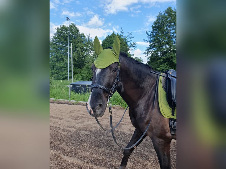 Andaluso Castrone 8 Anni 155 cm Baio nero in Michelau in Oberfranken