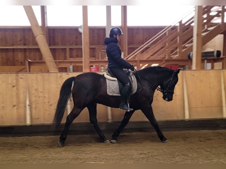 Andaluso Mix Castrone 8 Anni 156 cm Baio scuro in Karlshuld