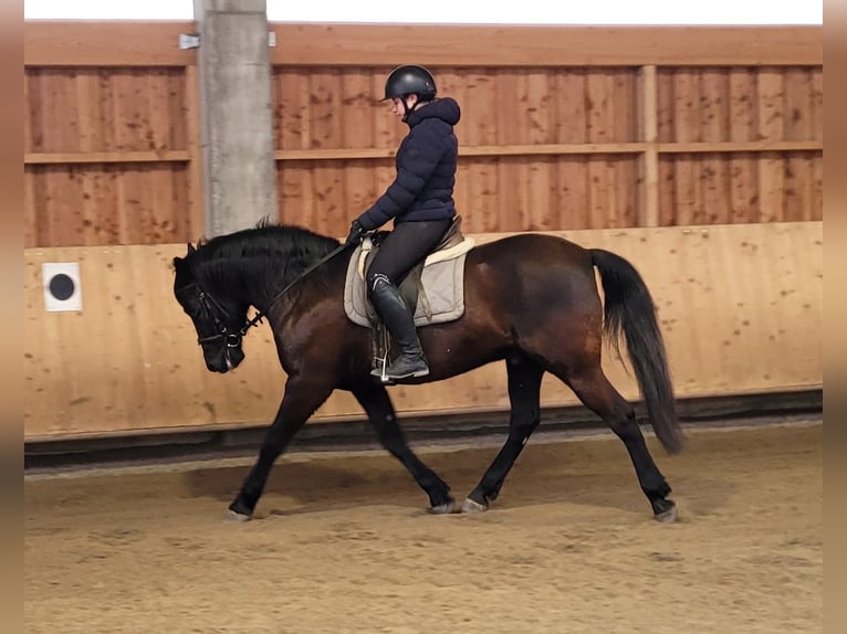 Andaluso Mix Castrone 8 Anni 156 cm Baio scuro in Karlshuld