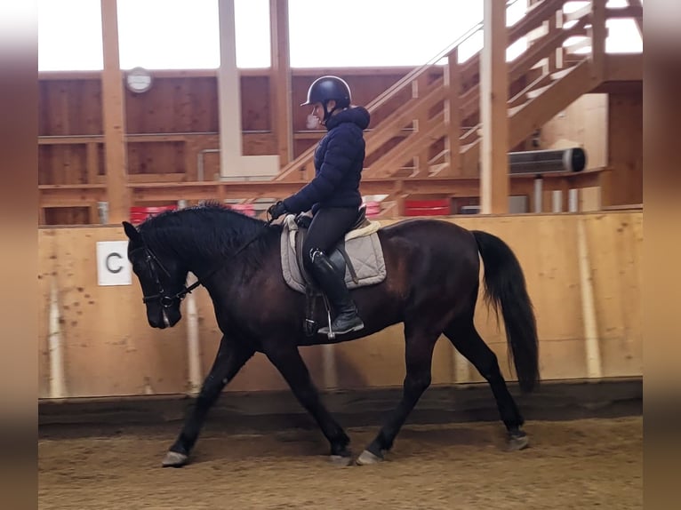 Andaluso Mix Castrone 8 Anni 156 cm Baio scuro in Karlshuld