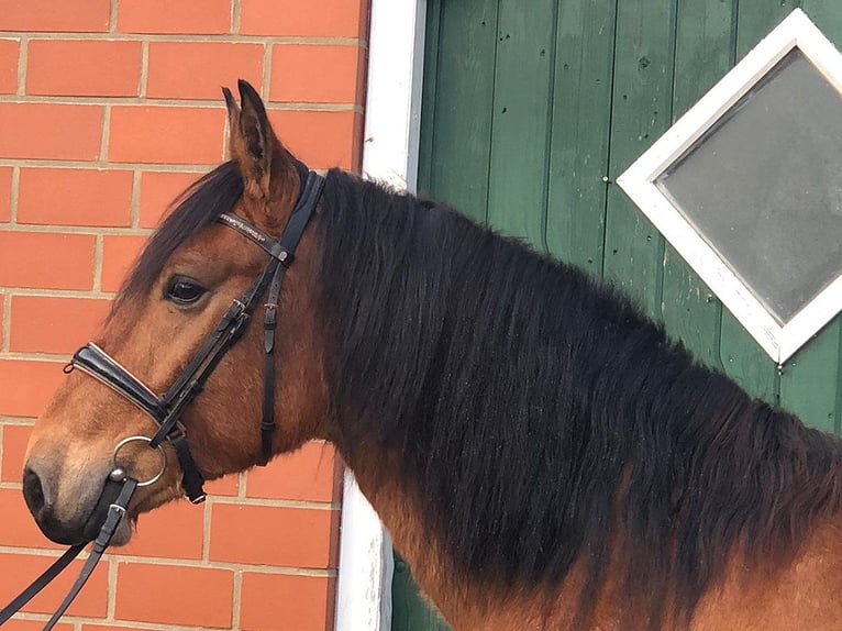 Andaluso Castrone 8 Anni 157 cm Baio in B&#xF6;tersen