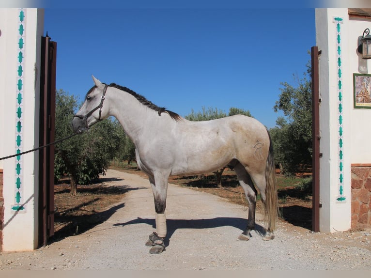 Andaluso Castrone 8 Anni 157 cm Grigio rossastro in München