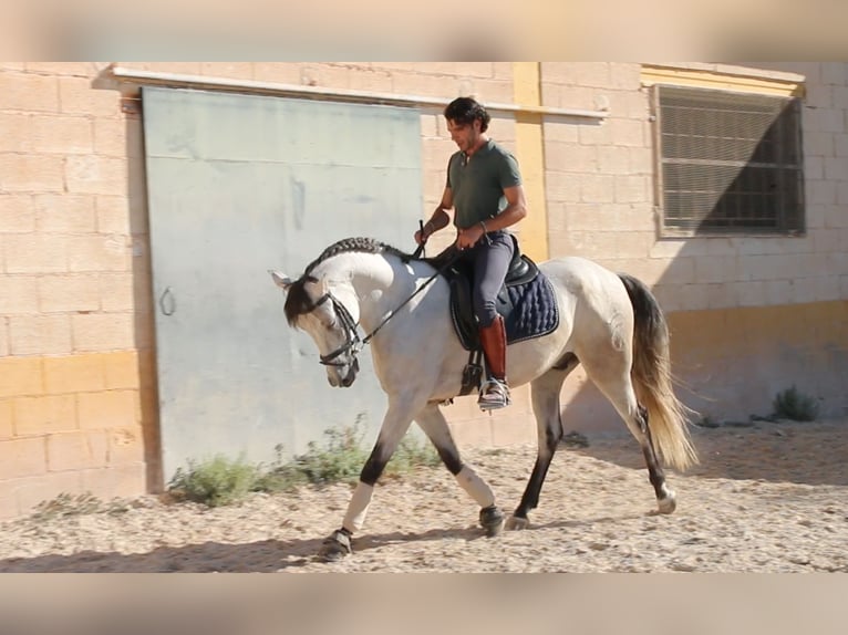 Andaluso Castrone 8 Anni 157 cm Grigio rossastro in München