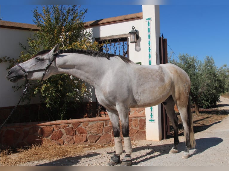 Andaluso Castrone 8 Anni 157 cm Grigio rossastro in München